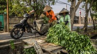 Bagi petani, setiap masa panen menjadi harapan untuk mendapatkan penghasilan dari hasil kerja selama sebulan. Hasil penjualan kangkung kemudian digunakan untuk memenuhi berbagai kebutuhan rumah tangga.  