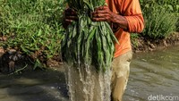 Di tengah berbagai tantangan tersebut, para petani tetap berusaha menggarap lahan yang dimiliki. Aktivitas bertani terus dilakukan sebagai bentuk ketahanan ekonomi sekaligus upaya mempertahankan mata pencaharian.  