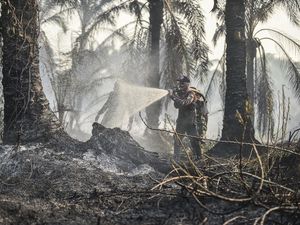 Tanah Gambut Susah Padam karena Terbakar dari Dalam, BRIN Kembangkan Sistem Ini