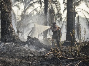 Tanah Gambut Susah Padam karena Terbakar dari Dalam, BRIN Kembangkan Sistem Ini