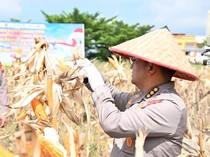 Produksi Jagung Naik 14,47%, Polda Riau Perkuat Dukungan Swasembada Pangan