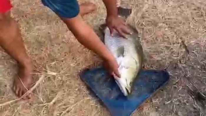 Tangkapan layar video warga menangkap ikan besar dari kolam di Desa Tamansari, Kecamatan Lelea, Kabupaten Indramayu