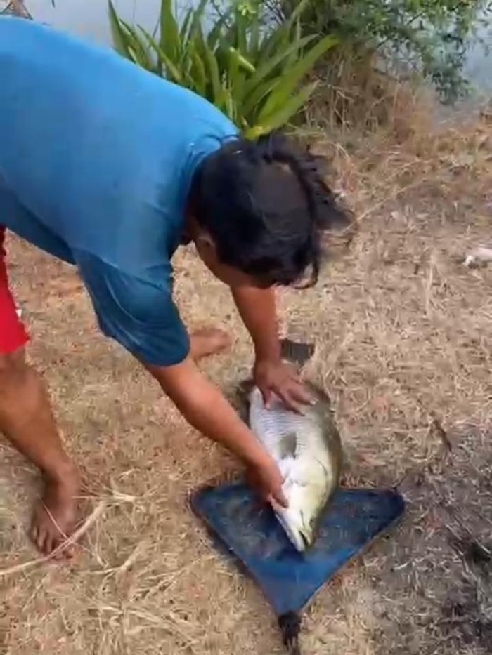Tangkapan layar video warga menangkap ikan besar dari kolam di Desa Tamansari, Kecamatan Lelea, Kabupaten Indramayu