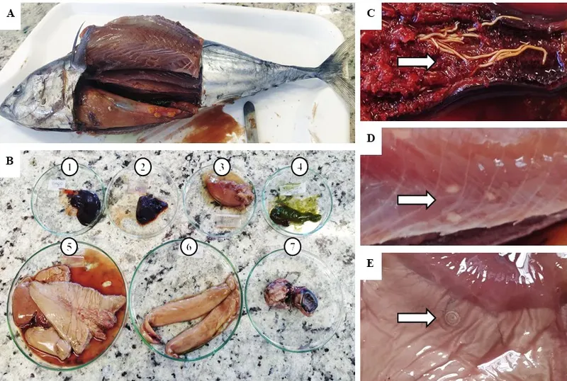 Tuna Terinfeksi Cacing Parasit Tuna Terinfeksi Cacing Parasit