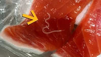 Ngeri! Studi Temukan 96% Tuna Terinfeksi Cacing Parasit