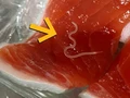Ngeri! Studi Temukan 96% Tuna Terinfeksi Cacing Parasit