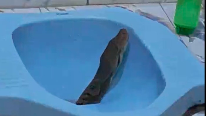 Video ular sanca muncul dari lubang kloset toilet viral di media sosial. Setelah ditangkap, ternyata ular tersebut panjangnya sekitar 3 meter. Gede jasa! (dok @arbiyantoarbi)