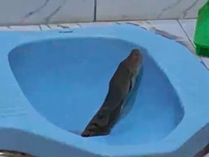 4 Akses Masuk Ular ke Dalam Rumah, Kloset WC Salah Satunya