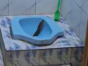 Heboh Ular Sanca Tiba-tiba Nongol di Lubang WC, Ini Pemicunya