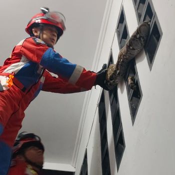 Warga Ciracas, Jakarta Timur kaget bukan main saat tahu ada ular sanca besar di dinding luar rumahnya. Sanca itu diketahuinya setelah salat subuh. (dok Istimewa) Warga Ciracas, Jakarta Timur kaget bukan main saat tahu ada ular sanca besar di dinding luar rumahnya. Sanca itu diketahuinya setelah salat subuh. (dok Istimewa)