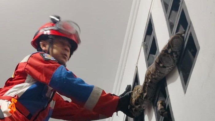 Warga Ciracas, Jakarta Timur kaget bukan main saat tahu ada ular sanca besar di dinding luar rumahnya. Sanca itu diketahuinya setelah salat subuh. (dok Istimewa)