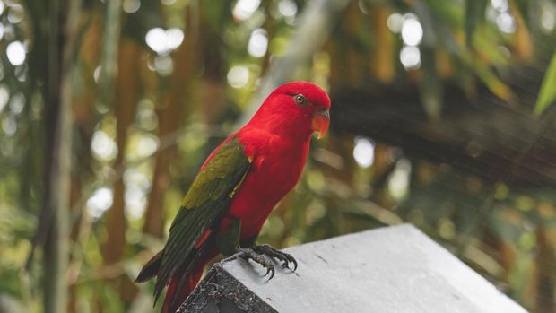 Burung Nuri Bayan. (Dok. pexels)