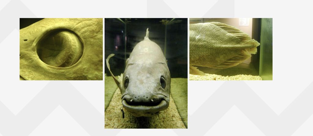 Coelacanth Coelacanth