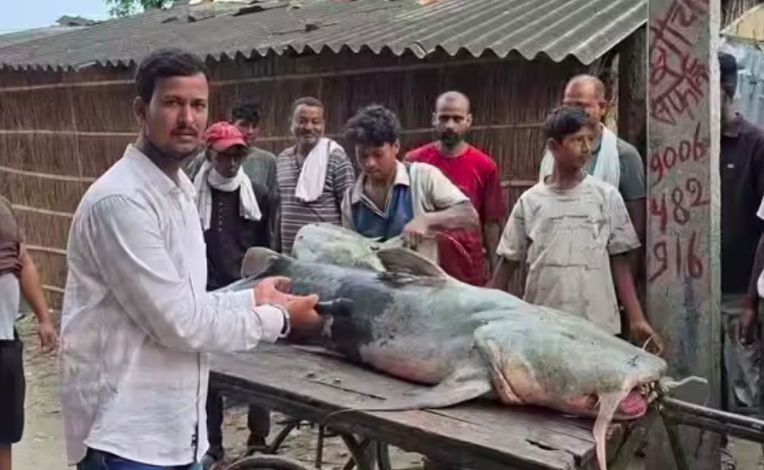 Ikan aneh Banjir di Nepal telah membawa ikan-ikan aneh ke lembah Gandak di Bihar, India Pemerintah memperingatkan warga untuk tidak memakan atau menjual ikan yang tidak dikenal karena risiko kesehatan.