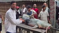 Ikan Misterius Muncul Usai Banjir Bandang Nepal, Warga Dilarang Menyantapnya