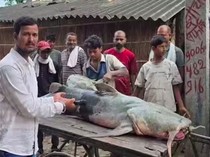 Ikan Misterius Muncul Usai Banjir Bandang Nepal, Warga Dilarang Menyantapnya