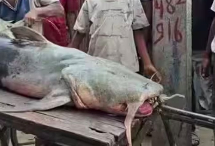 Banjir di Nepal telah membawa ikan-ikan aneh ke lembah Gandak di Bihar, India Pemerintah memperingatkan warga untuk tidak memakan atau menjual ikan yang tidak dikenal karena risiko kesehatan.
