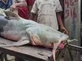 Ikan Jejadian Bermunculan Usai Banjir Nepal, Warga Dilarang Makan