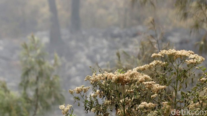 Kebakaran Gunung Ijen Meluas