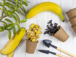 3 Cara Cerdas Manfaatkan Kulit Pisang, Jangan Buru-buru Dibuang!