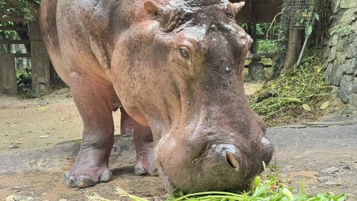 Mae Mali, kuda nil tertua yang hidup di penangkaran Thailand