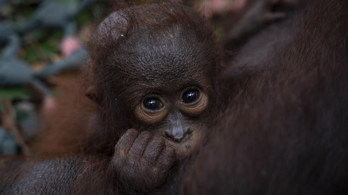 Orang utan dievakuasi di Ketapang