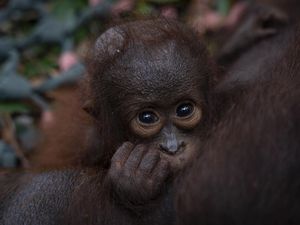 Orang Utan Kalimantan Tersisa 104.700 Ekor, Karhutla Buat Populasi Makin Kritis