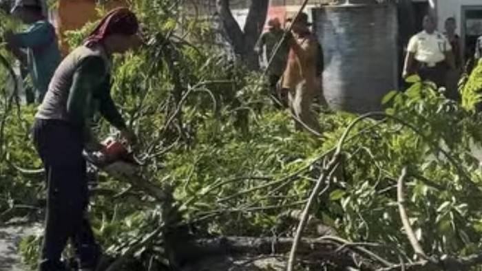 Penanganan pohon di Sidoarjo
