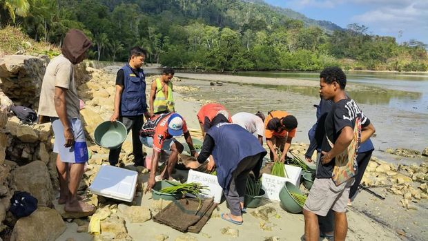 Unhas menanam 1.500 pohon mangrove di Fakfak, Papua Barat, untuk rehabilitasi lingkungan.