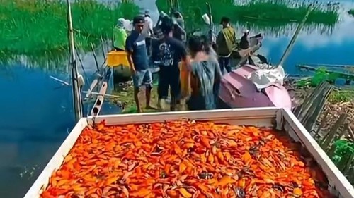 Hasil tangkapan ikan setan merah sebanyak 1 ton 700 kg warga Banjar Dukuh, Desa Abang Batudinding, di danau Batur, Minggu (6/9/2026). (Tangkap layar medsos)