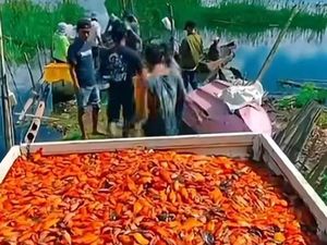 Dianggap Hama, Ikan Setan Merah di Danau Batur Tetap Berharga
