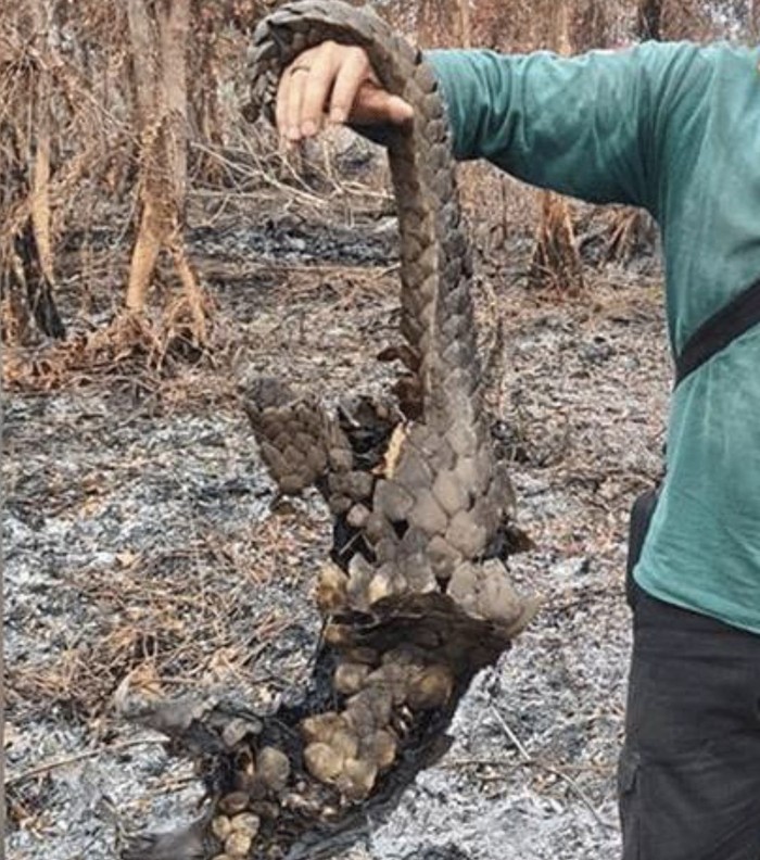 Seekor Tenggiling Ditemukan Hangus di Rimba Terantang Hilir. (Istimewa)
