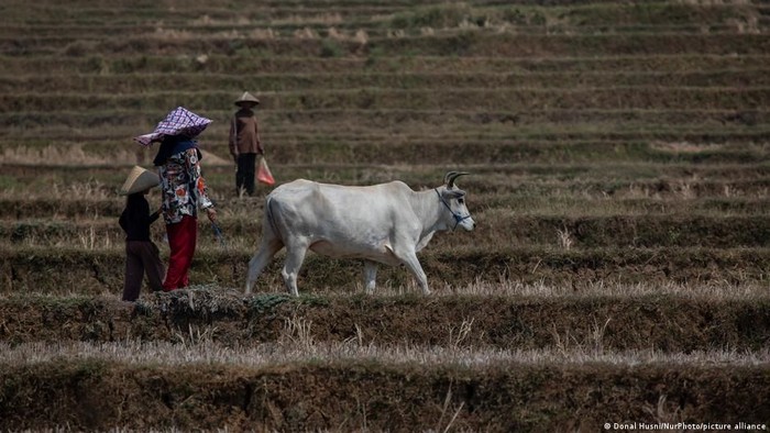 Kekeringan akibat El Niño membuat sawah-sawah di Jawa Barat retak dan mengering (Donal Husni/NurPhoto/picture alliance)