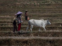 Bagaimana Perubahan Iklim-Krisis Pangan Bisa Picu Konflik di Masa Depan?