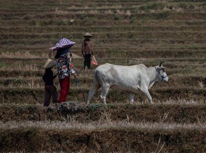 Bagaimana Perubahan Iklim-Krisis Pangan Bisa Picu Konflik di Masa Depan?