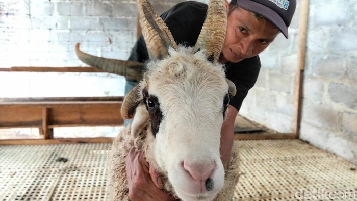 Domba bertanduk lima milik peternak di Tidar Krajan, Kecamatan Magelang Selatan, Kota Magelang, Senin (7/9/2026).