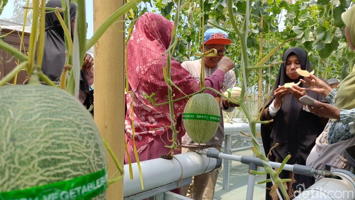 Green House Buah Karya Kebunku, Kelurahan Triwung Lor, Kecamatan Kademangan, Kota Probolinggo.