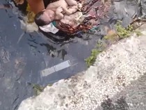 Warga Mataram Temukan Jasad Bayi di Sungai, Diduga Lahir Langsung Dibuang