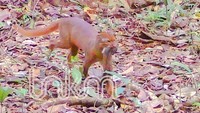 Wuih, Satwa Misterius Kucing Merah Terekam di Kaltara