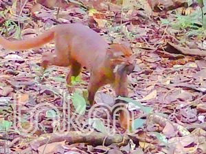 Penghuni Kalimantan Paling Misterius Kembali Muncul Setelah 20 Tahun