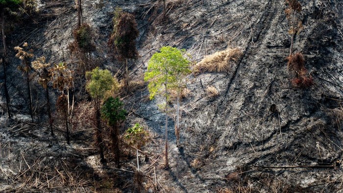 Otorita Ibu Kota Nusantara (IKN) mengungkap dugaan pembakaran secara sengaja yang terjadi di Bukit Tengkorak, Kecamatan Sepaku, Kalimantan Timur (Kaltim). (Dok Humas Otorita IKN)