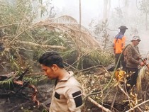 Kebakaran Lahan di Lingga Meluas Jadi 32 Hektare, Api Masuk Kebun Sagu