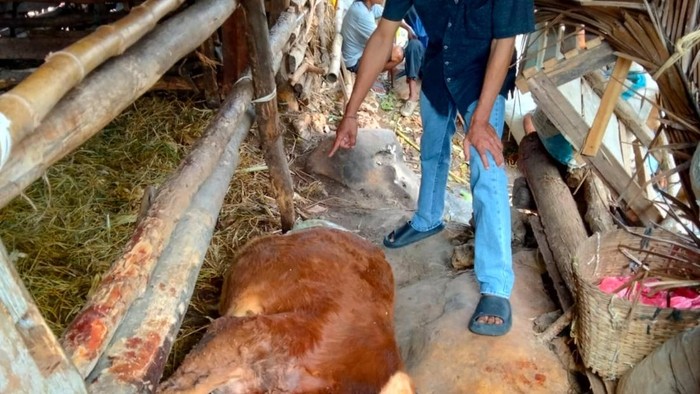 Kondisi sapi yang mati misterius di Wintaos, Girimulyo, Panggang, Gunungkidul.