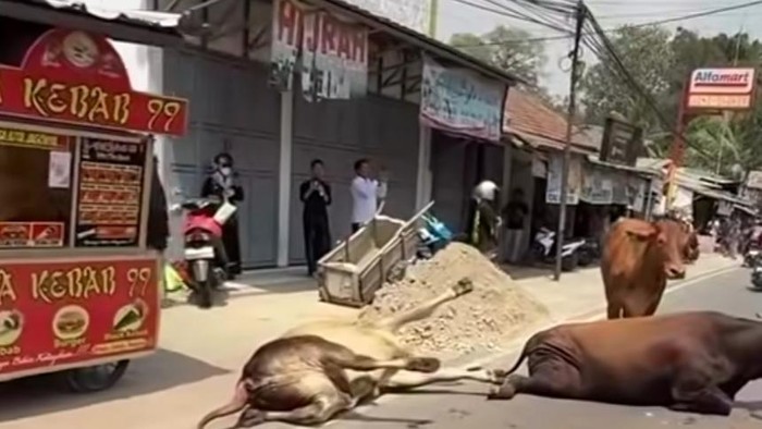 Truk pengangkut sapi terguling di Lebak, Banten. (Dok. Istimewa)