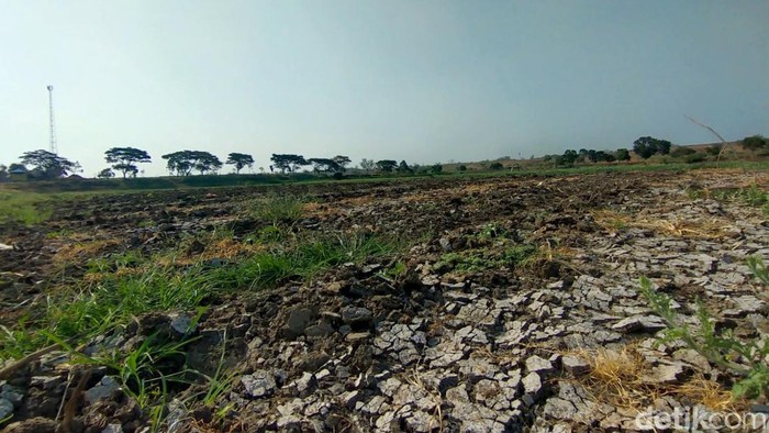 Waduk Sumberkepuh Nganjuk Mengering
