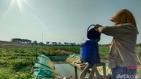 Sementara lahan yang telah ditanami terlihat lebih lembek karena rutin disirami air oleh petani.