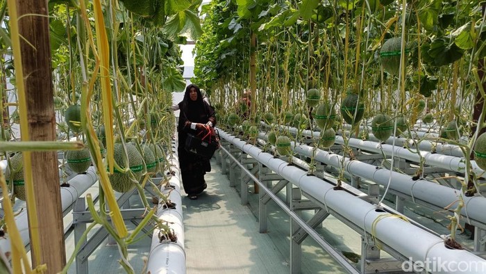 Budidaya melon premium di Probolinggo