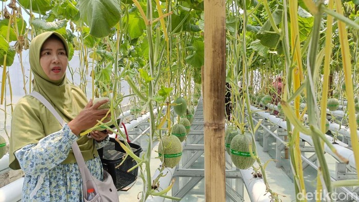 Budidaya melon premium di Probolinggo