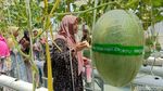 Melon Hidroponik Jadi Wisata Edukasi Baru di Kota Probolinggo