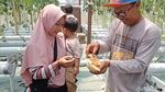 Melon Hidroponik Jadi Wisata Edukasi Baru di Kota Probolinggo